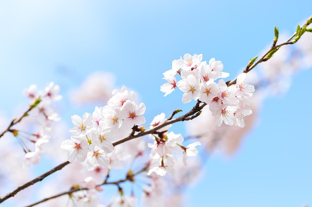 Cerisier Japonais