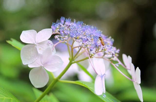 Hortensia